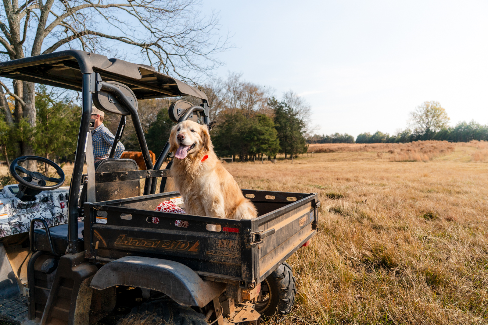 hunting dog in ATV