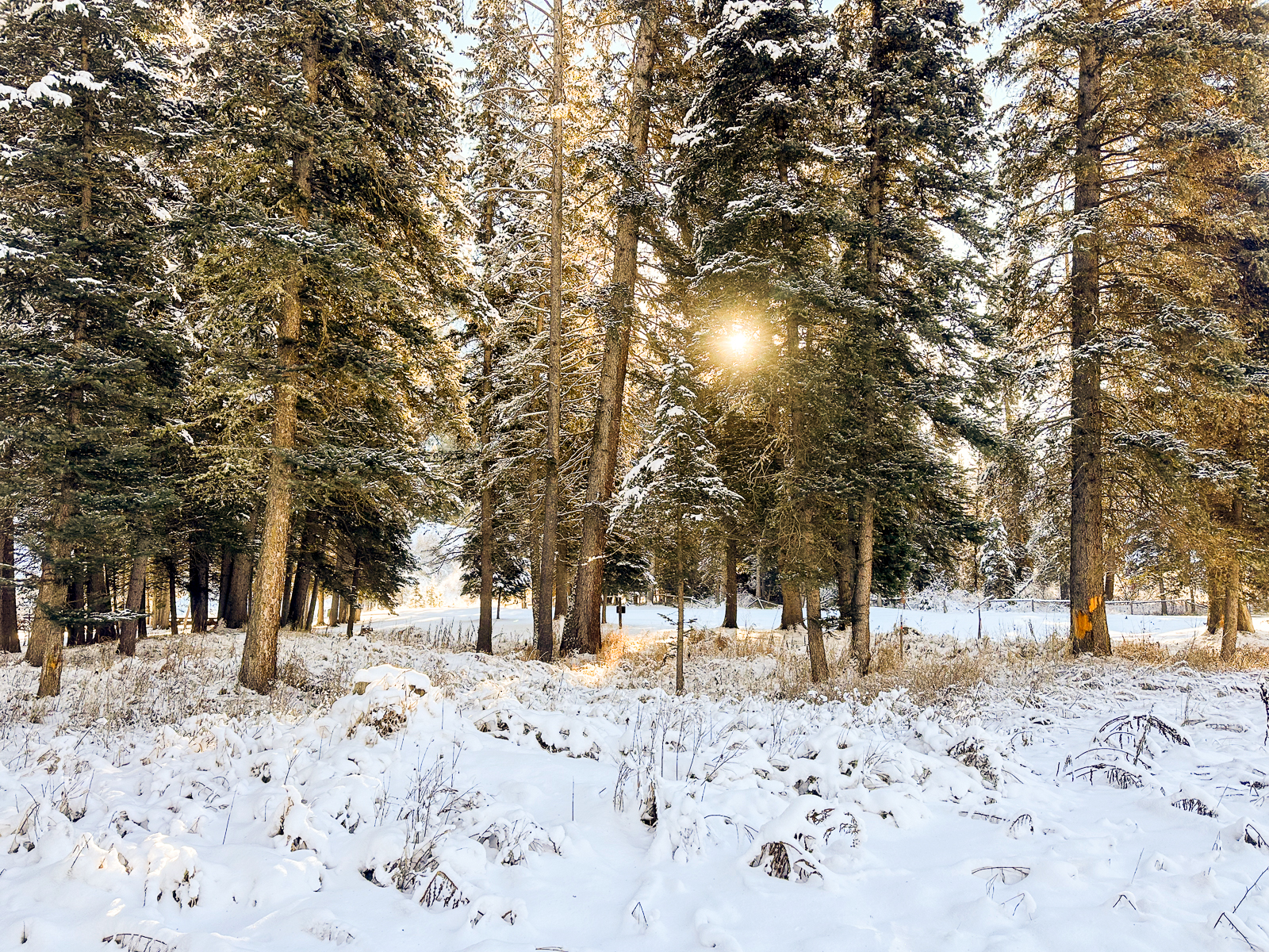 snowy trees on lot for sale in Wyoming