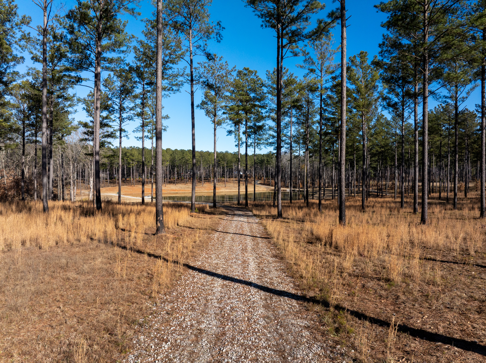 dirt road on farm for sale in Georgia