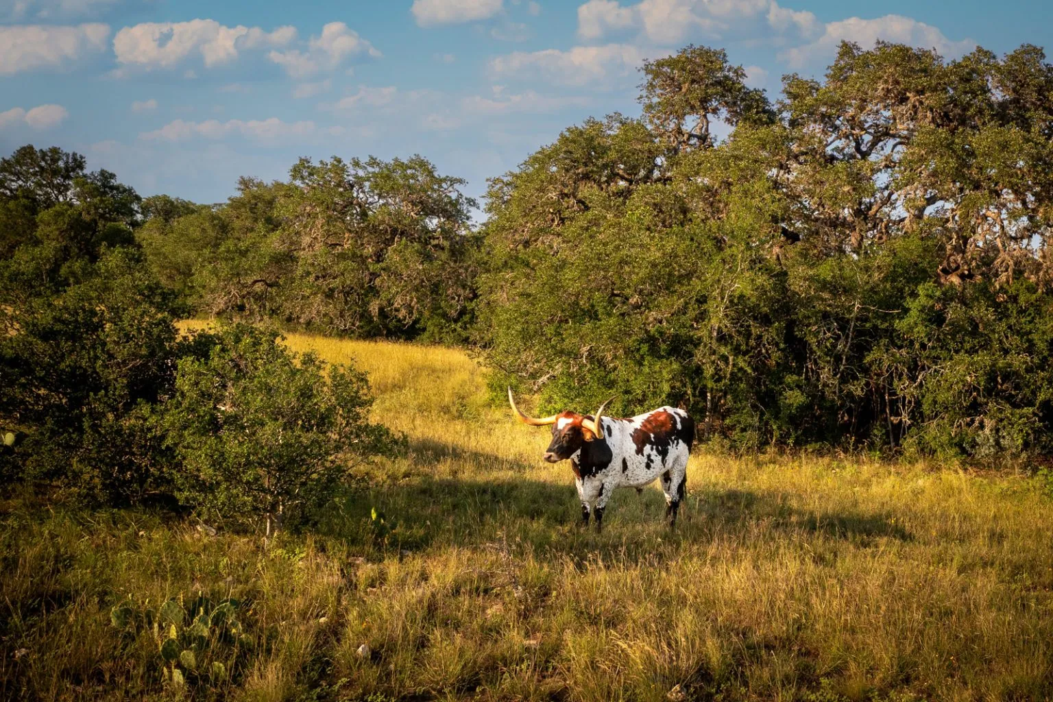 Texas Hunting Ranch for Sale | Lazy C Ranch on the Sabinal River