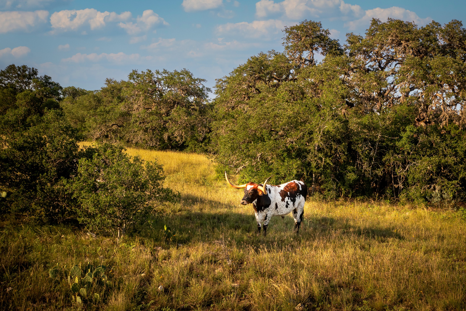 long horn in field