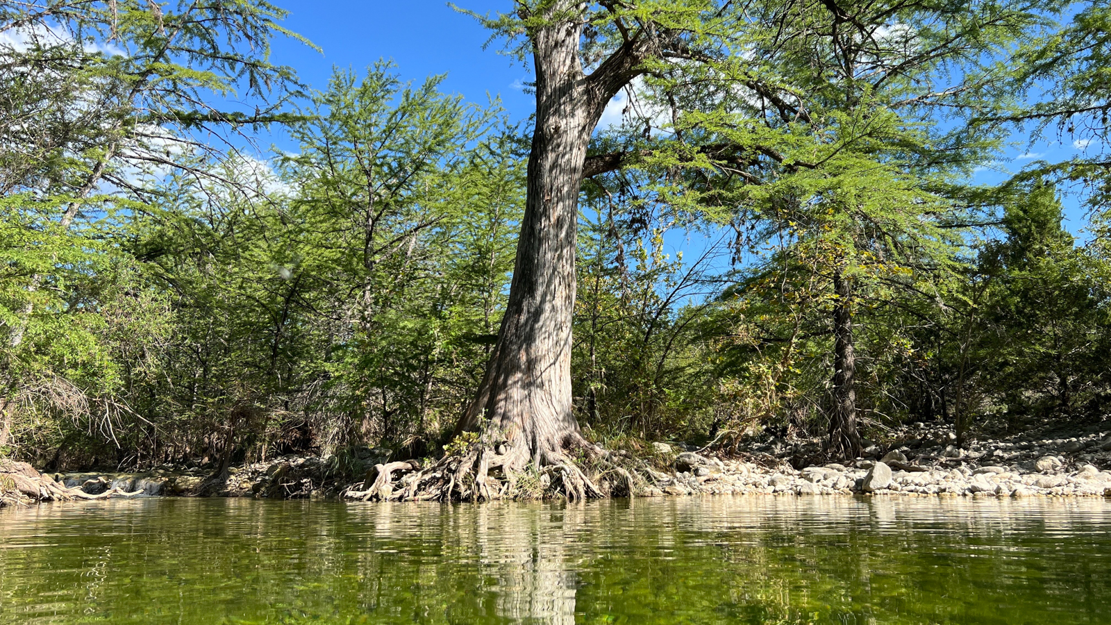 large tree next to river