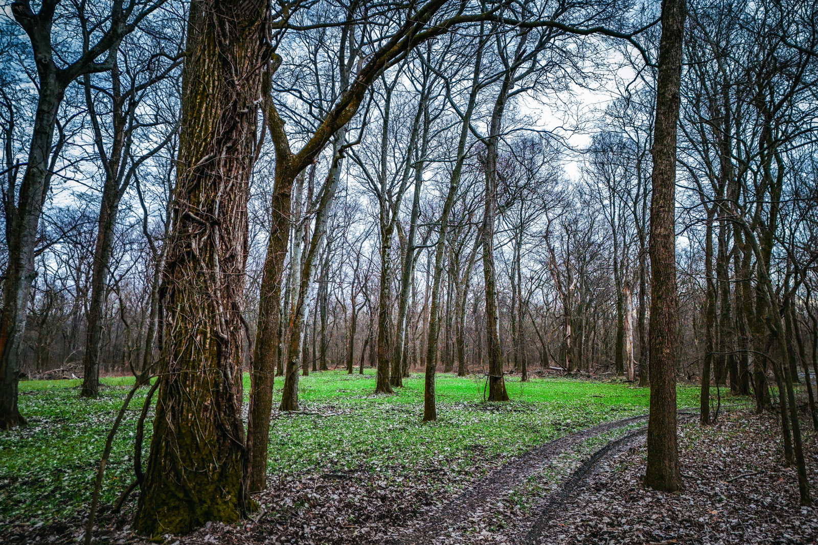 trees next to road