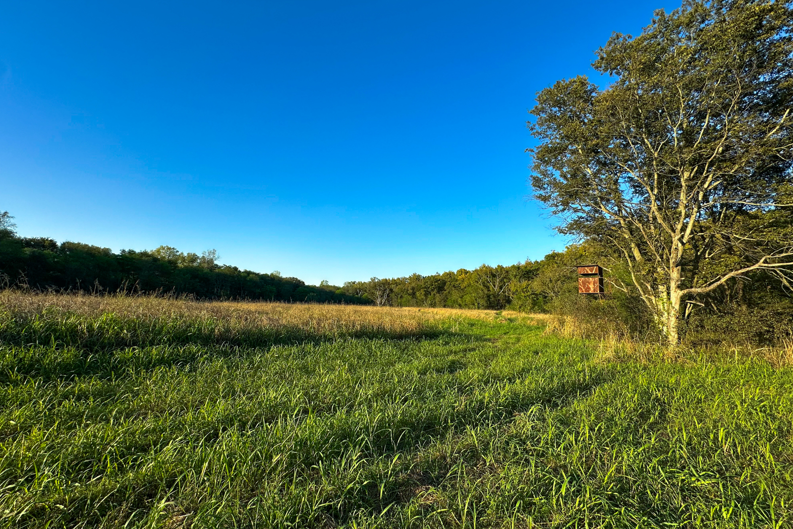 field on land for sale in Arkansas