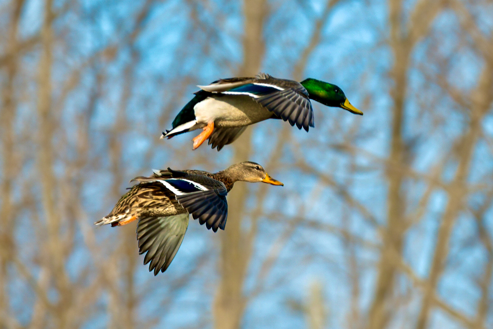 mallards flying